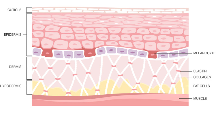 Medical diagram of the different layers of skin, including cuticle, epidermis, dermis, and hypodermis