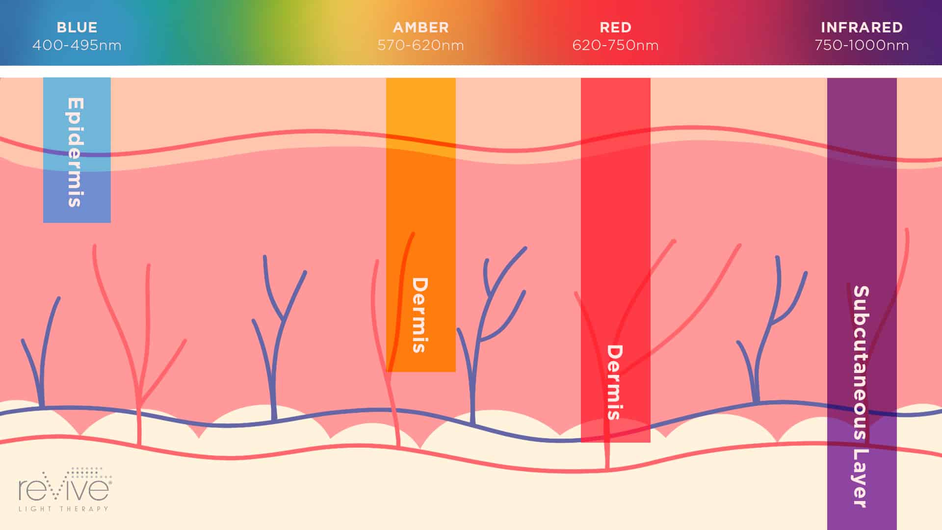 The relationship between visible light, skin penetration and healing. 